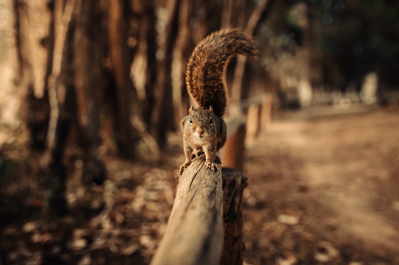 squirrel, snow, animals, fence, hd, 4k, 5k, macro