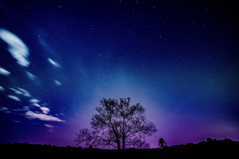 galaxy, sky, tree, nature, hd, 4k, 5k, 8k
