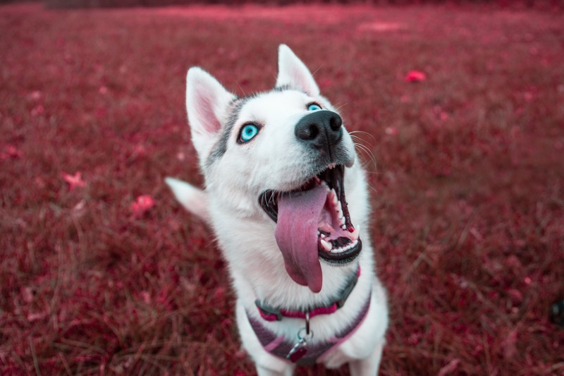 siberian husky, animals, dog, hd, 4k
