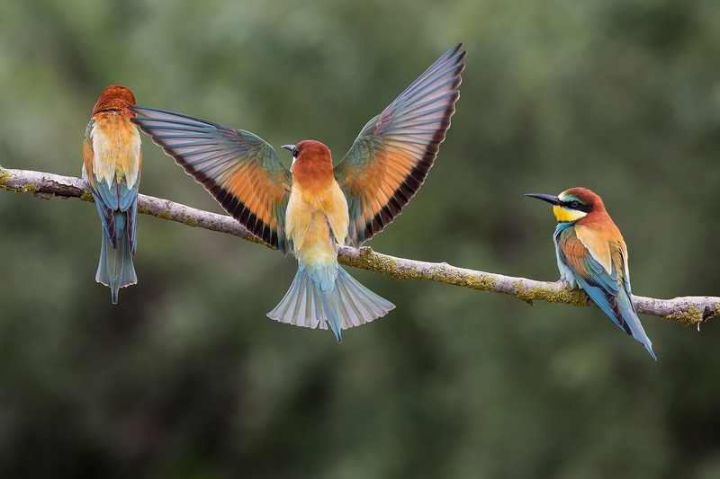 bee eater, birds, hd, 4k
