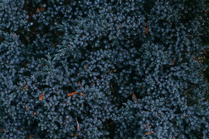 leaves, hd, 4k, autumn