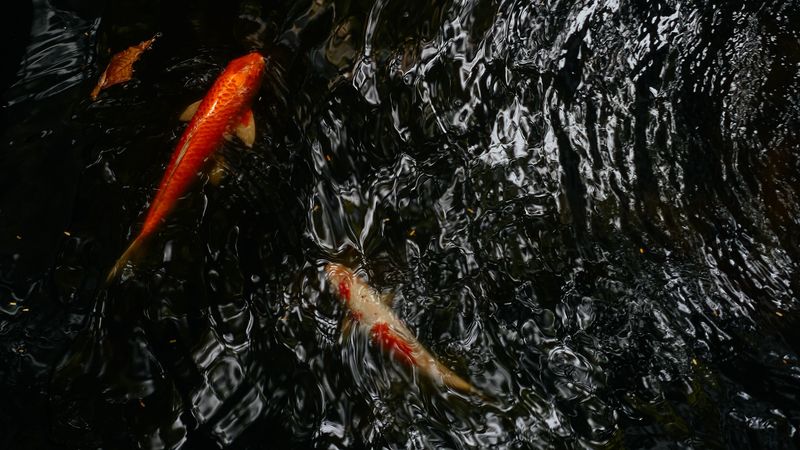 koi, carps, fish, water, ripples, 4k
