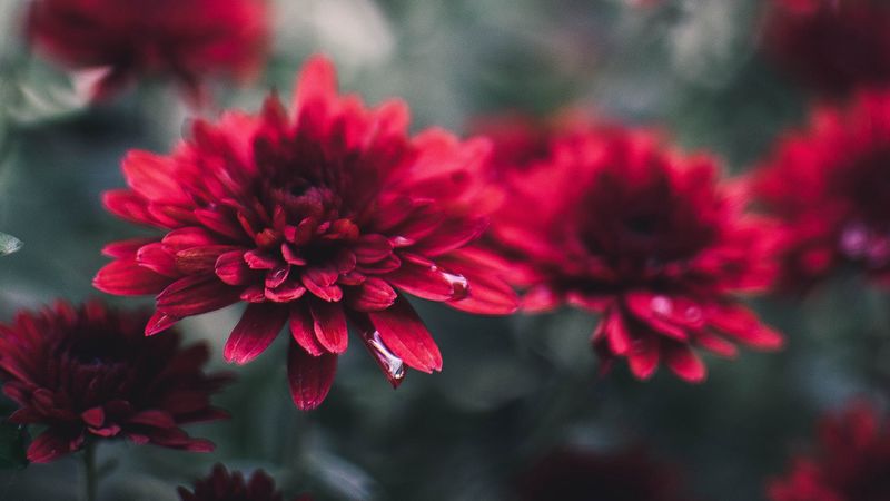 chrysanthemum, flowers, red, wet, closeup, 4k