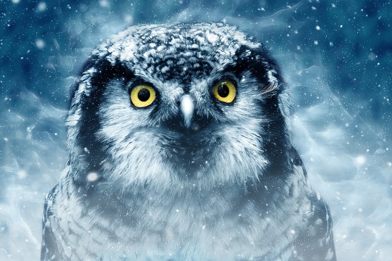 owl, birds, closeup, 4k, hd
