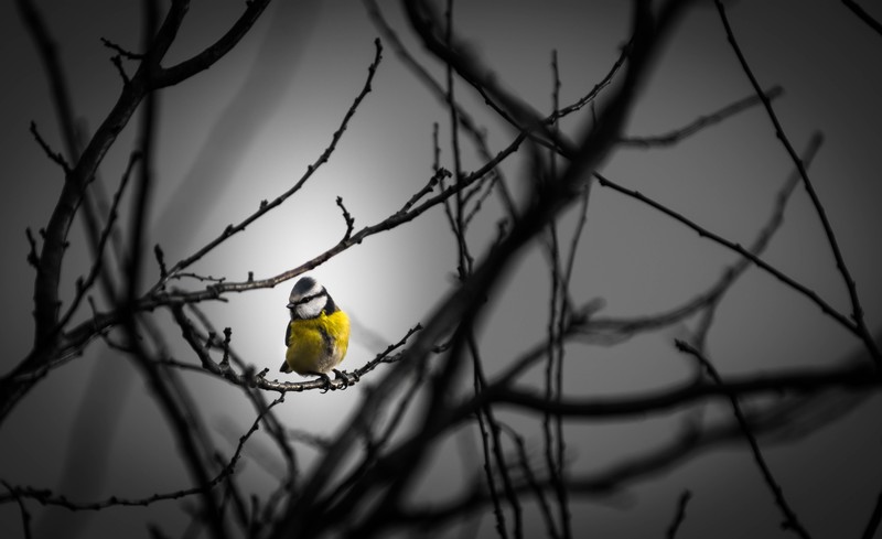 birds, hd, 4k, 5k