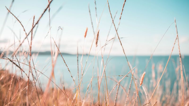 grass, dry, spikelets, plants, macro, 4k