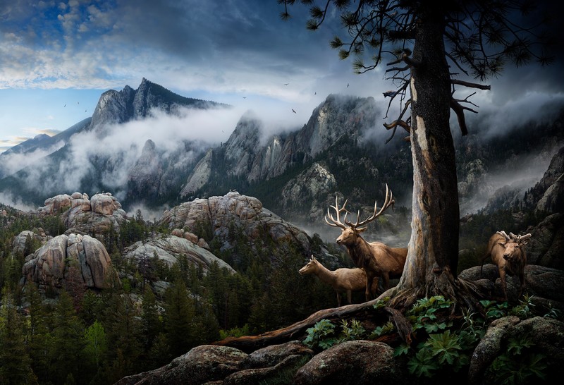 elk, animals, forest, hd, behance