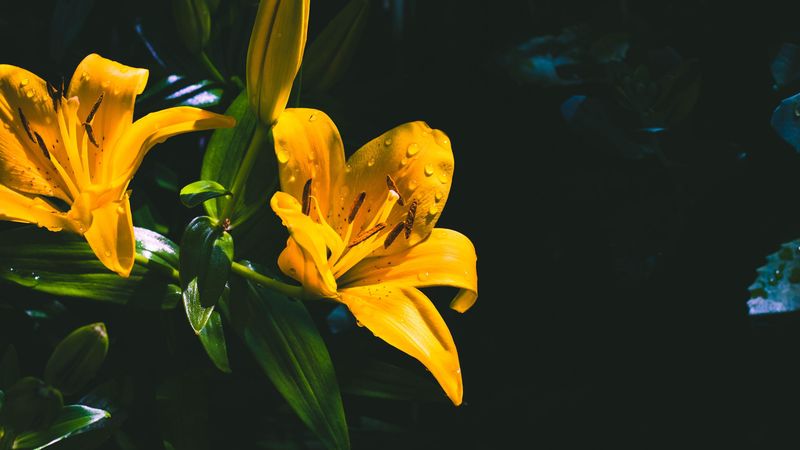 lily, flower, yellow, wet, drops, 4k