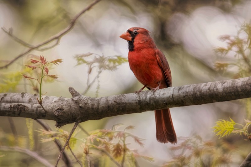 northern cardinal, birds, hd, 4k, 5k