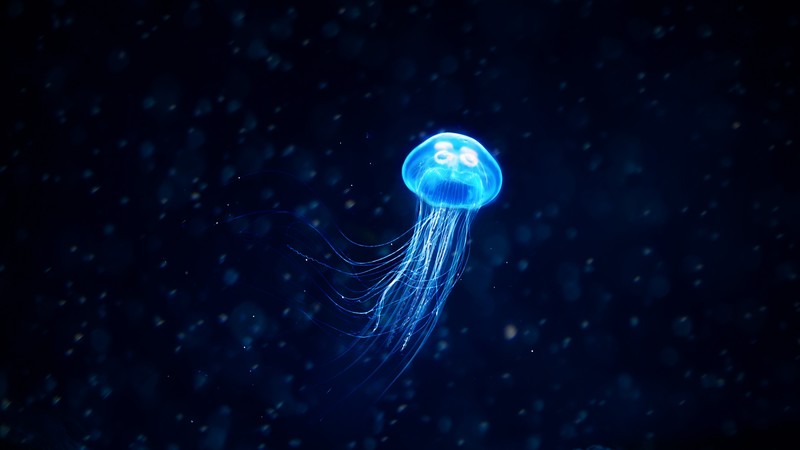 jellyfish, underwater, animals, hd, illustration, behance