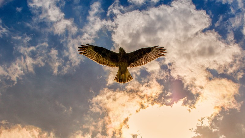 buzzard, birds, hd, 4k