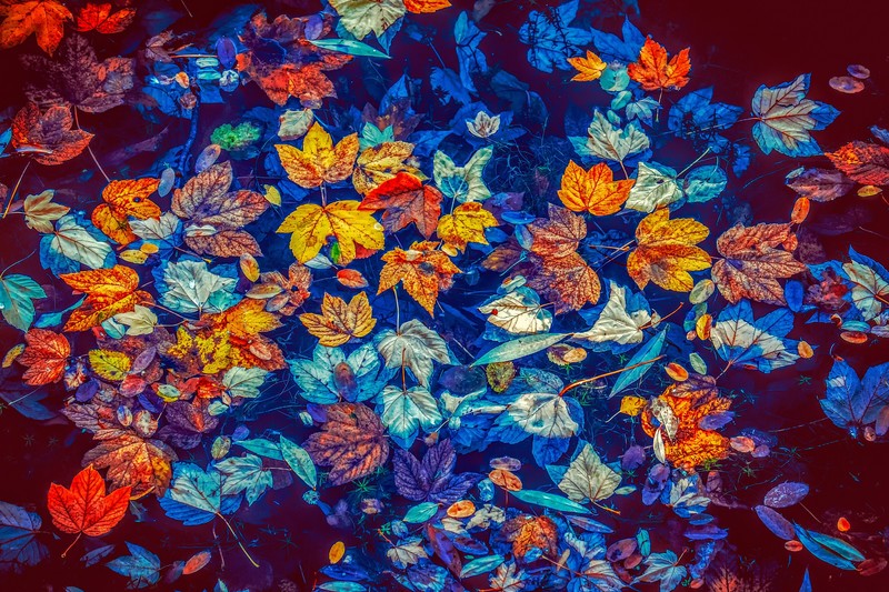 leaves, colorful, nature, hd, 4k, 5k