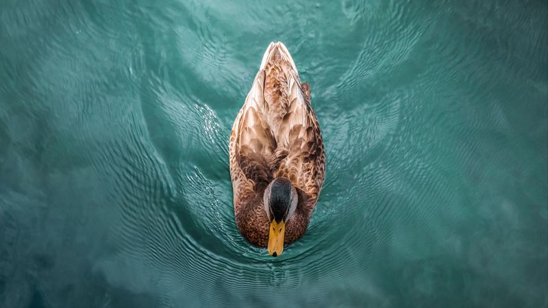 duck, bird, water, swim, 4k