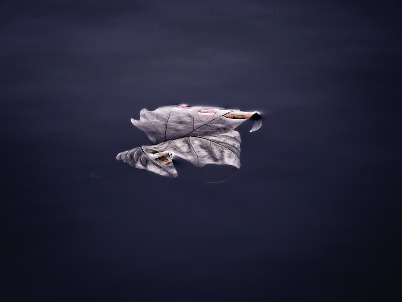 floating, leaf, nature, hd, 4k, 5k