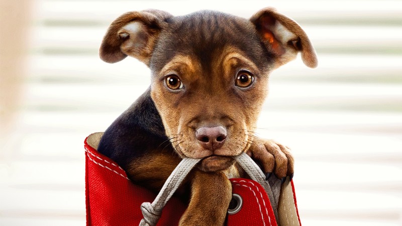 a dogs way home, movies, 2019 movies, hd, 4k, 5k, dogs, animals