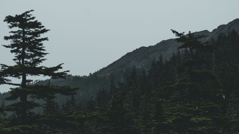 forest, mountains, trees, coniferous, dark, 4k