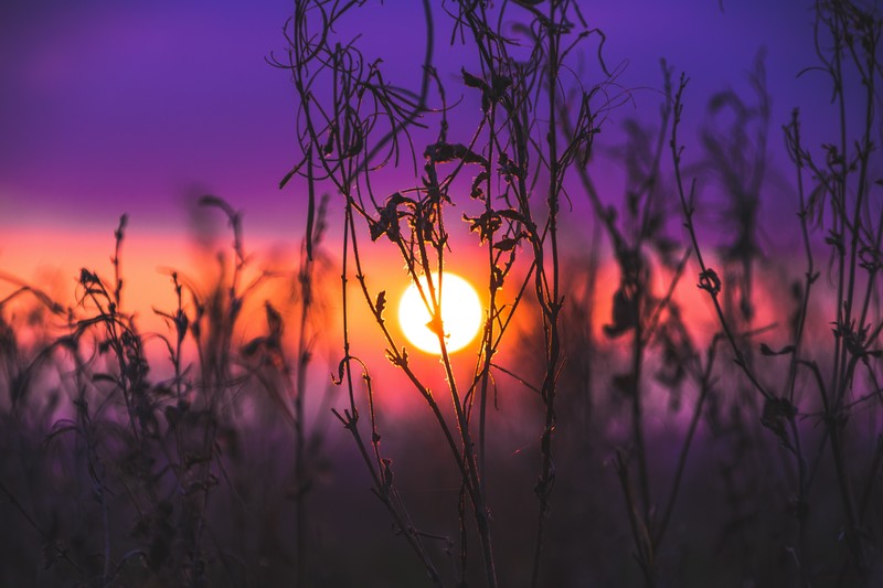 field, grass, sunrise, sunset, nature, hd, 4k