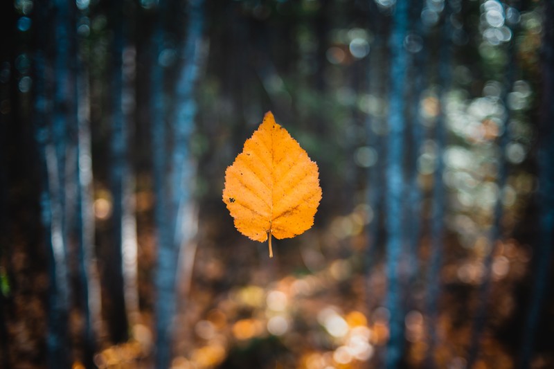 autumn, leaf, nature, hd, 4k, 5k