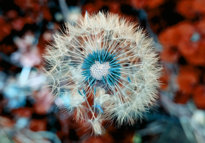 dandelion, plant, flowers, nature, hd, macro, 4k