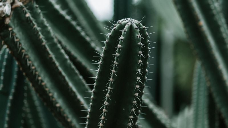cactus, succulent, plant, prickly, green, 4k