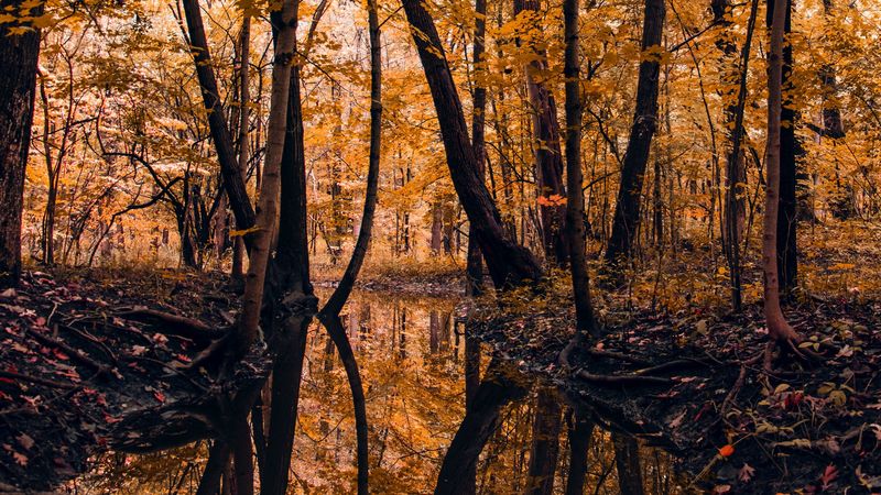 river, forest, trees, autumn, landscape, 4k