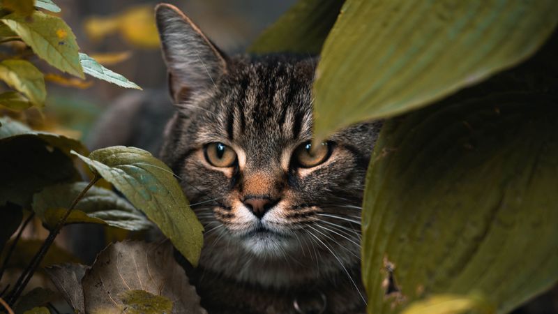 cat, leaves, hide, glance, animal, 4k