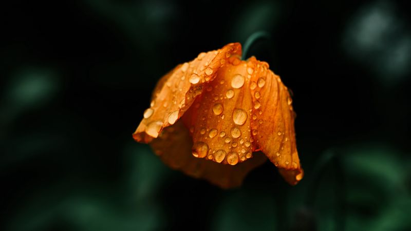 flower, orange, wet, drops, macro, 4k