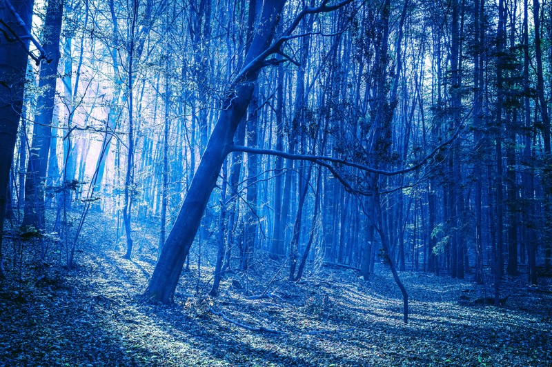 evening, forest, nature, hd, 4k, 5k