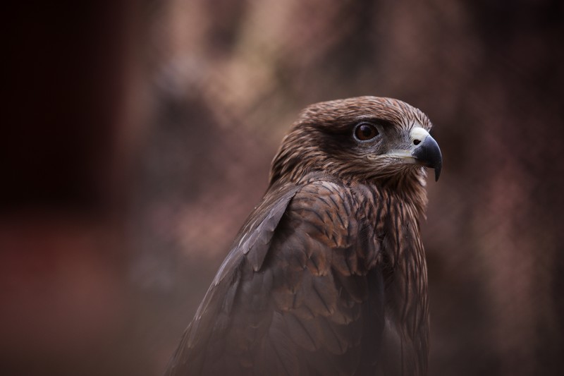 hawk, birds, predator, hd, 4k, 5k