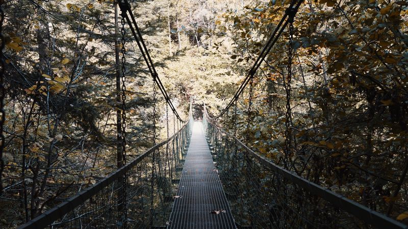 cable bridge, bridge, forest, trees, fallen foliage, 4k