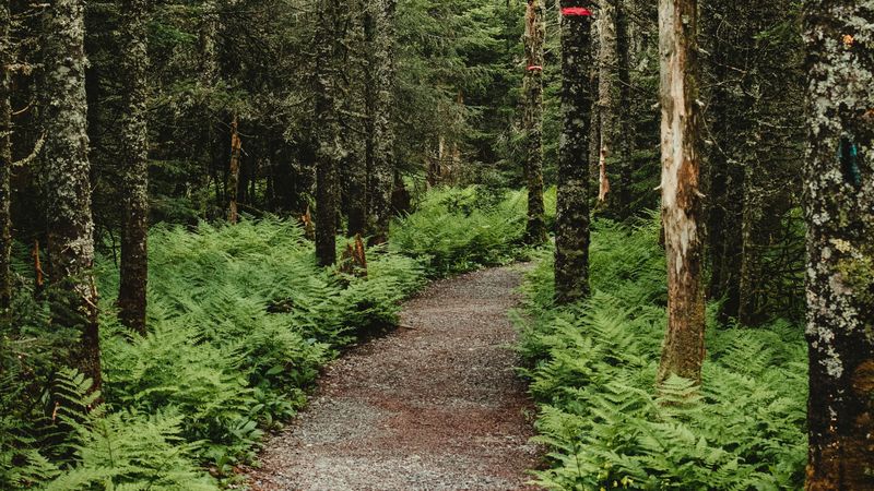 forest, path, trees, fern, nature, 4k