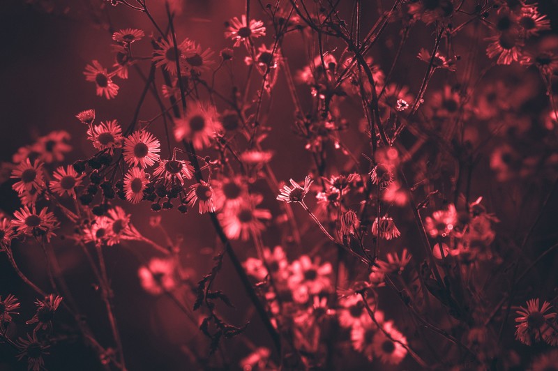 red, tree, flowers, nature, hd, 4k, 5k