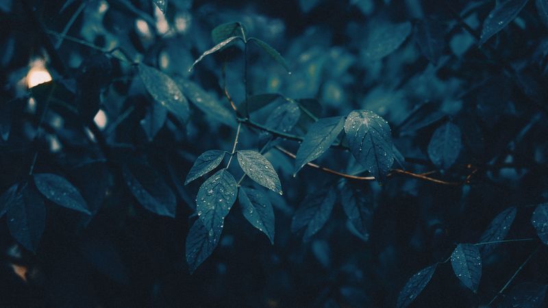 leaves, branches, wet, rain, drops, 4k