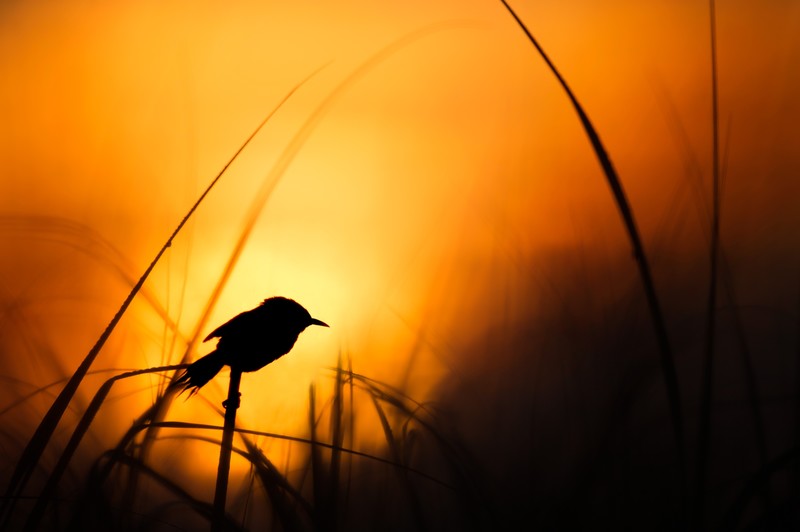 birds, silhouette, hd, 4k