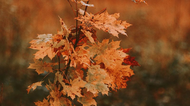 tree, maple, autumn, leaves, dry, 4k