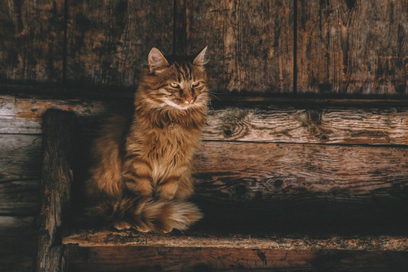 persian cat, cat, animals, hd, 4k, 5k