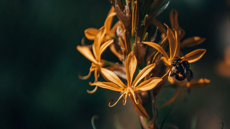 flowers, bumblebee, insect, macro, closeup, 4k