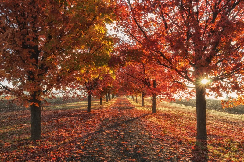 autumn, trees, nature, hd, 4k