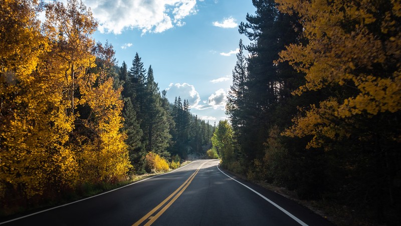 forest, road, landscape, nature, hd, 4k, 5k, trees