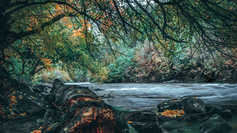 river, stones, trees, shore, water, landscape, 4k
