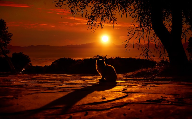 cat, animals, sunset, hd, 4k, deviantart