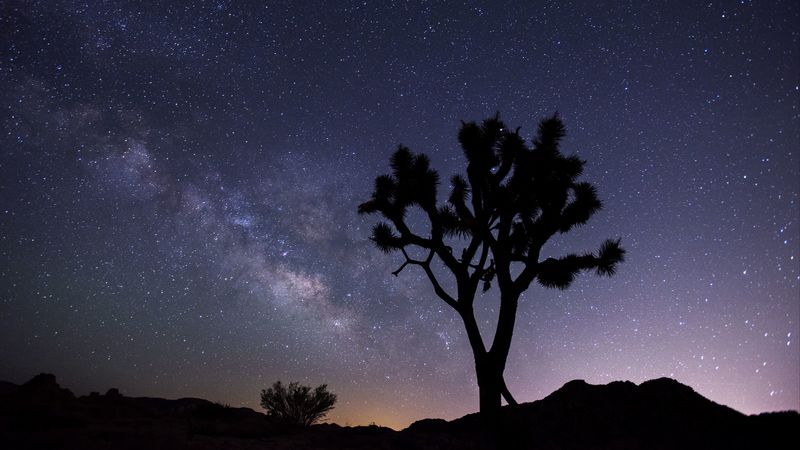 tree, starry sky, evening, stars, silhouette, 4k