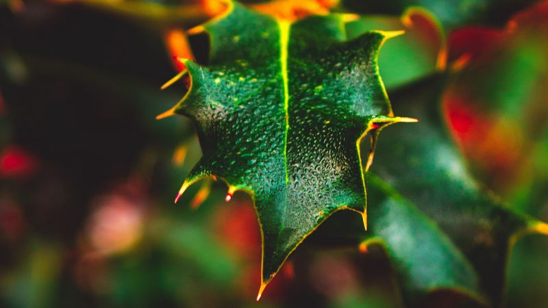 leaf, wet, dew, macro, plant, 4k