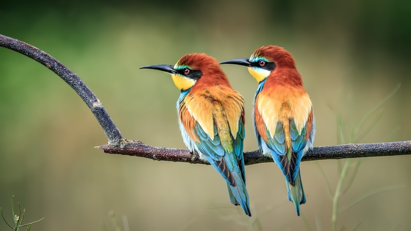 birds, hd, 4k