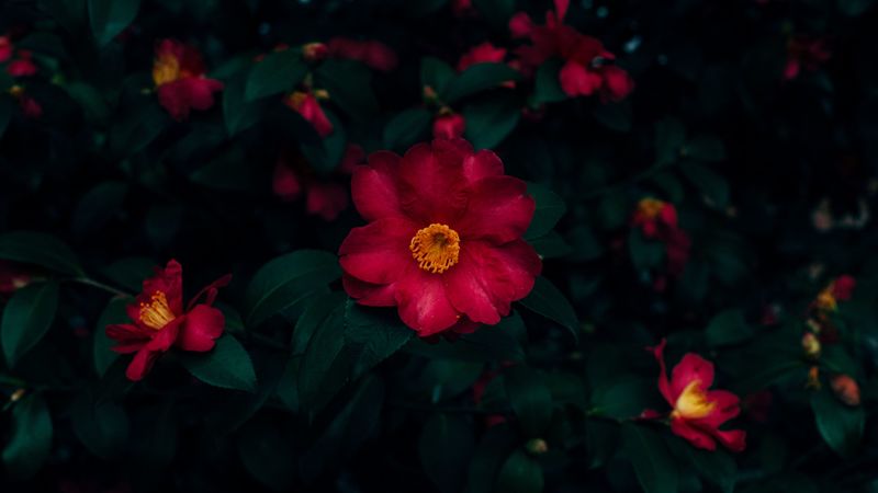 flowers, pink, bloom, bush, plant, 4k