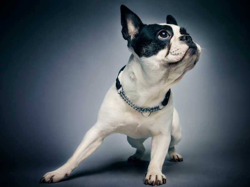 dogs, hd, behance