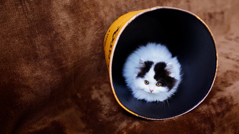 cat, animals, hd, cute