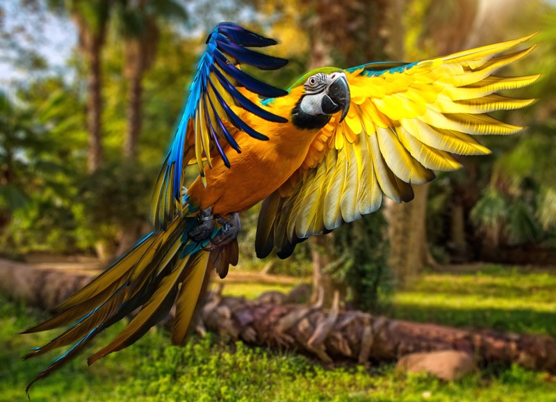 macaw, parrot, birds, hd, 4k, 5k