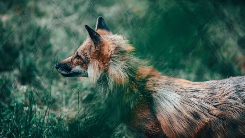 fox, glance, animal, wildlife, 4k