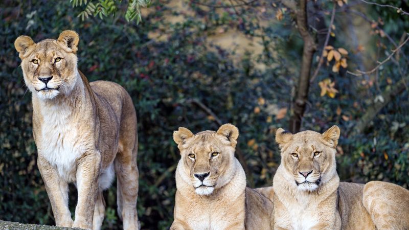 lioness, big cat, beast, predator, glance, 4k